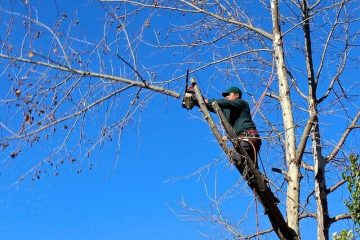 4 בדיקות שיש לבצע לבחירת חברה מיומנת לביצוע גיזום עצים ברעננה